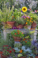 Display of containers with herbs, flowers and vegetables including thyme, basil, oregano, pot and French marigold, sunflowers, courgette, nasturtium and others.