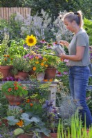 Woman watering group of containers with growing herbs and flowers such as thyme, pot marigold, sage, bergamot, basil and others.