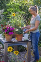 Woman adding fertiliser to pot grown Rose.