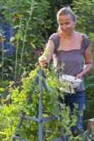 Woman picking Pisum sativum 'Blauwschokker'.