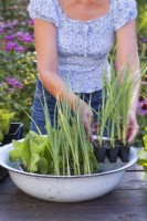 A woman soaks vegetable seedlings of leek and radicchio in a basin of water before planting them in beds.