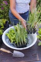 A woman soaks vegetable seedlings of leek and radicchio in a basin of water before planting them in beds.