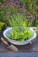 Soaking vegetable seedlings of leek and radicchio in a basin of water before planting them in beds.
