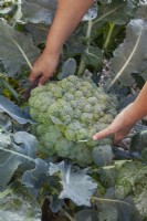 Harvesting Calabrese ' Quinta'.