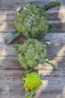 Harvested Calabrese 'Quinta' and Cauliflower 'Romanesco Celio'.