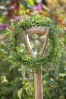 Wreath of Satureja hortensis - summer savory hang to dry.