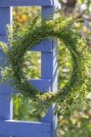 Wreath of Satureja hortensis - summer savory hang to dry.