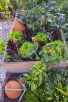 Mixed planting in raised bed including onion, lettuces, nasturtium, aubergine and tomatoes.