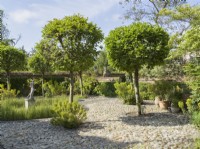 Pleached Maple trees in cobble stone courtyard