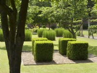 Modern garden with buxus and ornamental grass squares