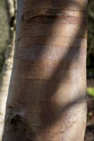 Betula albosinensis 'K Ashburner'