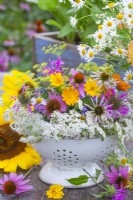 Colander with harvested edible flowers including yarrow, pot marigold, coneflowers, bergamot, fennel and chamomile.