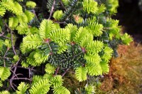 Abies balsamea 'Prostrata' with new young growth. May