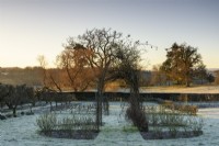 Rose arch in the Kitchen Garden at Hergest Croft on a frosty January morning