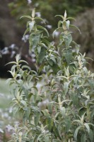 Buddlleja salvifolia in January