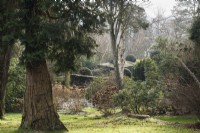 Clipped yew hedges surrounding a croquet lawn seen through trees and shrubs at Hergest Croft in January