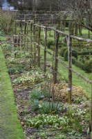 Border with hellebores around the base of trained roses at Cerney House Gardens in winter