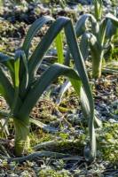 A row of frozen leeks, Allium ampeloprasum