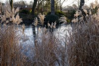 Looking through the stems  of Miscanthus sinensis, across a frozen pond.