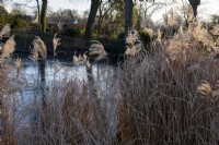 Looking through the stems  of Miscanthus sinensis, across a frozen pond to a beech hedge, Fagus sylvatica at Redisham Hall Nursery.
