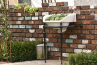 A  novel use for an old porcelain sink filled by succulents  mounted on the bricks wall as a planter and low hedge of Yew in early spring garden. April
Designer: Pam Creed