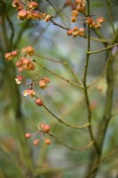 Euonymus myrianthus in January