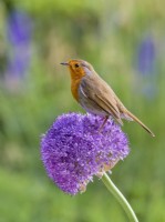 Erithacus rubecula - Robin perched on allium flowers