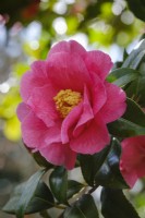 Camellia x williamsii 'Hilo'