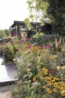 Late summer garden with garden office Rudbeckia 'Goldsturm'
Cosmos bipinnatus 'Dazzler'
Echinops
