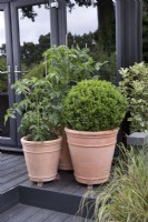 Tomatoes  and Box ball in terracotta containers
