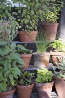 Various herbs and coleus in terracotta pots on metal display shelves
