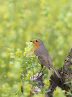 Erithacus rubecula - Robin perched in wildflower meadow