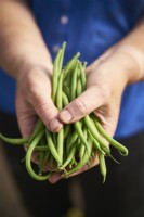 Person holding a bunch of harvested dwarf beans