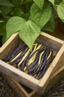 Mixed varieties of harvested dwarf beans in a small wooden crate