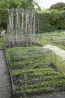 Vegetables and plant supports in Plot 12 at Hill Close Gardens, May
