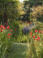 Papaver rhoeas - Mown path in cottage garden flanked by bed with common poppies