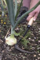 Using hand hoe to weed around onions
