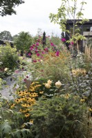 Late summer garden border with Rudbeckia 'Goldsturm', Cosmos bipinnatus 'Dazzler', Echinops and Rosa 'Graham Thomas'

