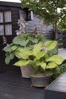 Hosta 'Goliath' in container on decking
