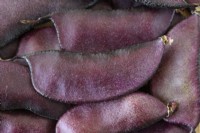 Lablab purpureus  'Ruby Moon'  Picked hyacinth beans  Syn. Dolichos 'Ruby Moon'  October