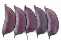 Lablab purpureus  'Ruby Moon'  Picked hyacinth beans  Syn. Dolichos 'Ruby Moon'  October