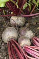 Beta vulgaris  'Moneta'  Monogerm variety beetroot  Lifted roots  September