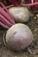 Beta vulgaris  'Moneta'  Monogerm variety beetroot  Lifted roots  September