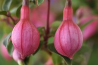 Fuchsia  'Ringwood Market'  Flower buds  September