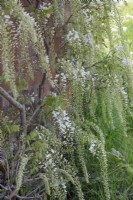 Wisteria floribunda 'Alba', May
