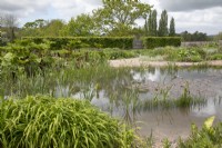 The wildlife pond at Yeo Valley Organic Garden, May