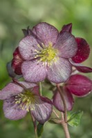 Helleborus x ericsmithii 'HGC Ice 'n Roses Dark Picotee' flowering in Winter - February