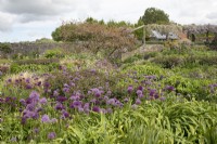 Purple alliums in mixed border in the gravel garden at Yeo Valley Organic Garden, May