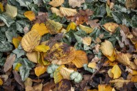 Fallen autumn leaves with Cyclamen foliage growing through