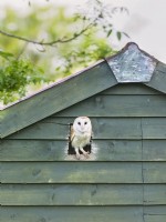Tyto alba - Barn owl with nest entrance in garden shed